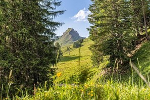 A mountainous landscape with a prominent peak, surrounded by dense evergreen trees and a grassy foreground. - Rössle Apartments Type 3 (Fontanella)