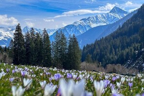 A mountainous landscape with snow-capped peaks, dense forests, and a field of purple flowers. - Holiday apartment with 2 bedrooms (Hippach)