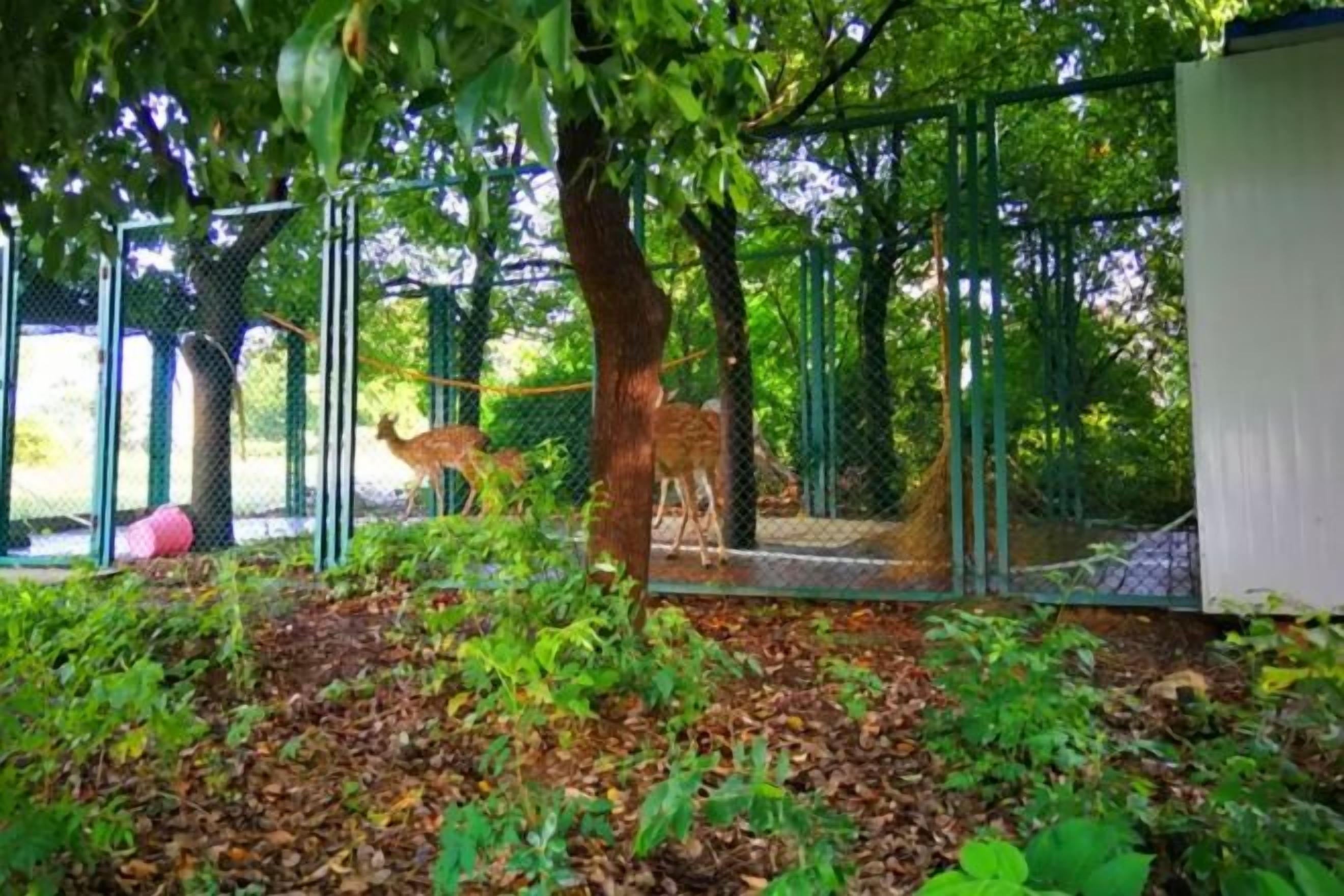 A fenced enclosure with trees and a deer.