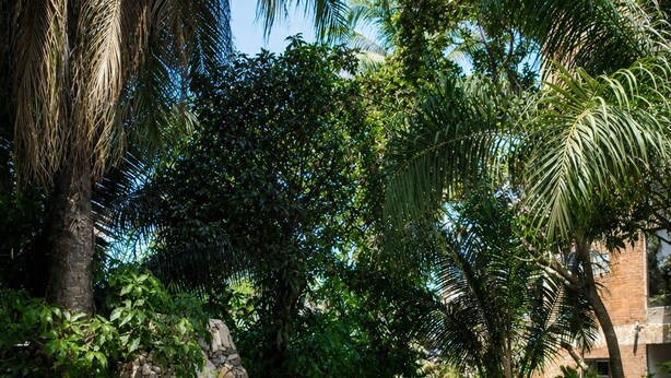 A swimming pool with a waterfall feature, surrounded by lush greenery and palm trees. - Luxor Garden Residence (Accra)