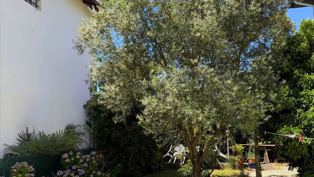 Ein Garten mit Baum, Rasen und einem Gebäude mit braunem Dach.