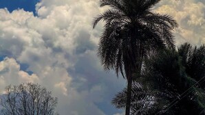 A palm tree against a sky with clouds. - OBEROI RESIDENCY  (Pachmarhi)