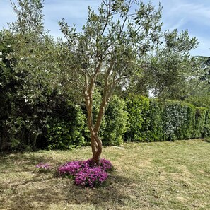 A tree with a twisted trunk and a grassy area with purple flowers. - Whole family house with 3 bedrooms, garden and swimming pool. Ardèche gorges (Vallon-Pont-d'Arc)