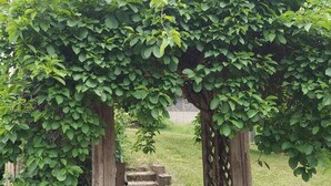 A wooden arbor with climbing plants, a concrete pathway, and a grassy area.