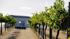 A vineyard with rows of grapevines, a building in the background, and a clear sky.