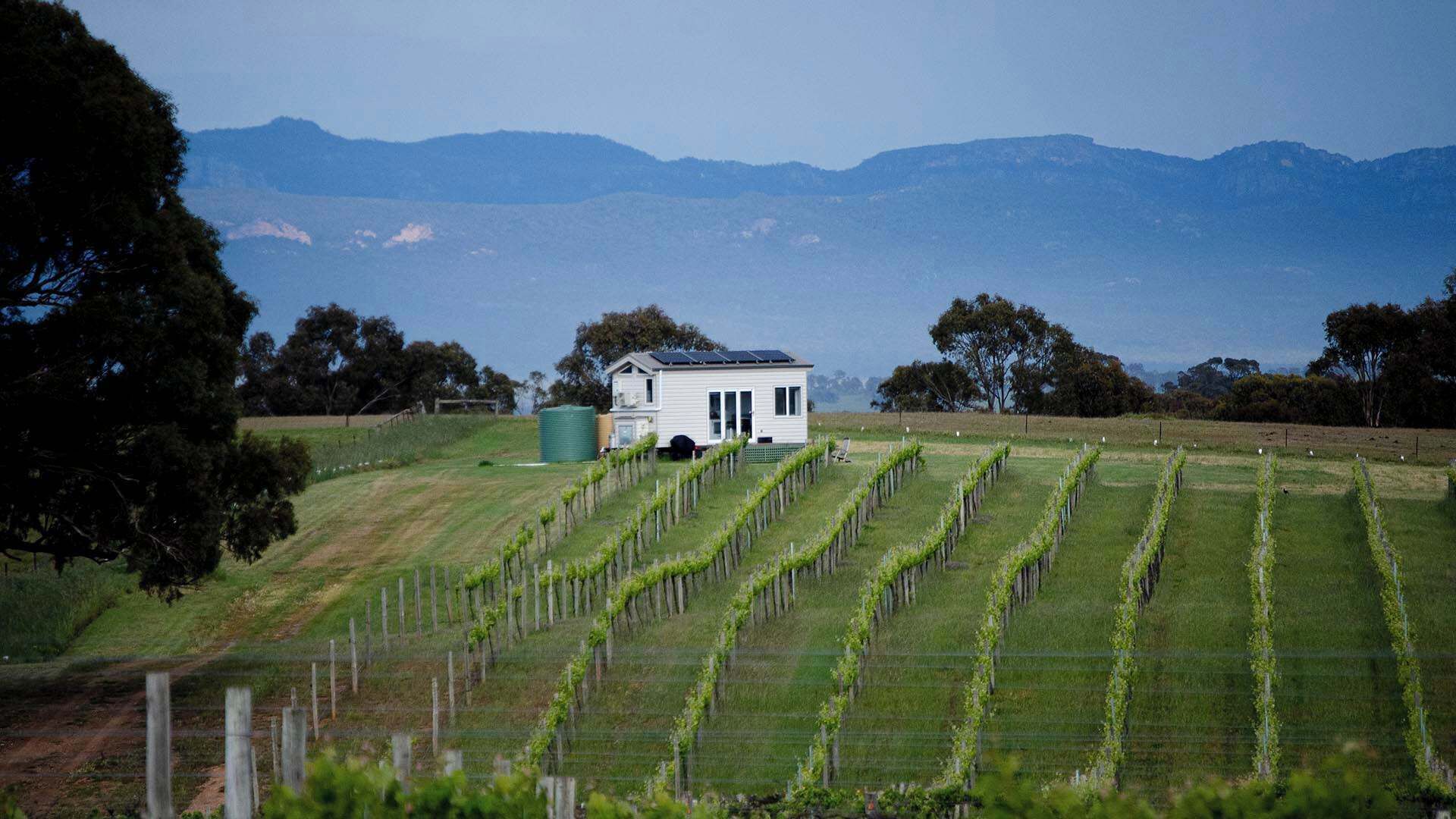 A vineyard with rows of grapevines and a small white building with solar panels.