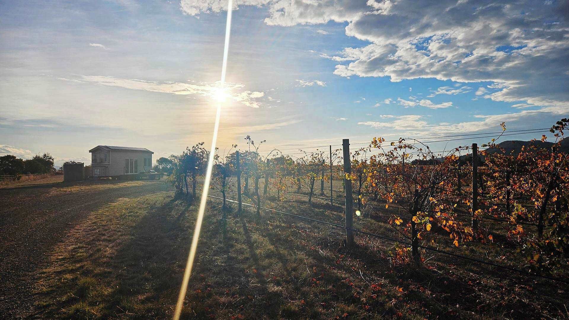 A vineyard with rows of grapevines, a building in the background, and a clear sky.