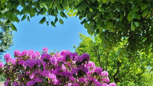 Un giardino con un cespuglio fiorito, un muro in pietra e un cielo azzurro intenso.