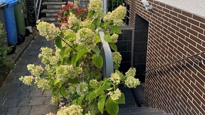 A residential garden with a brick wall, a glass door, and a potted plant. - All-In Rhein-Main - Pool, Hot Tub, Sauna, Fitness Center & Workspace! (Ginsheim-Gustavsburg)