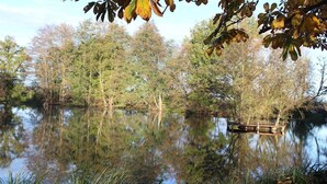 Un lago tranquilo con reflejos de árboles y un muelle.