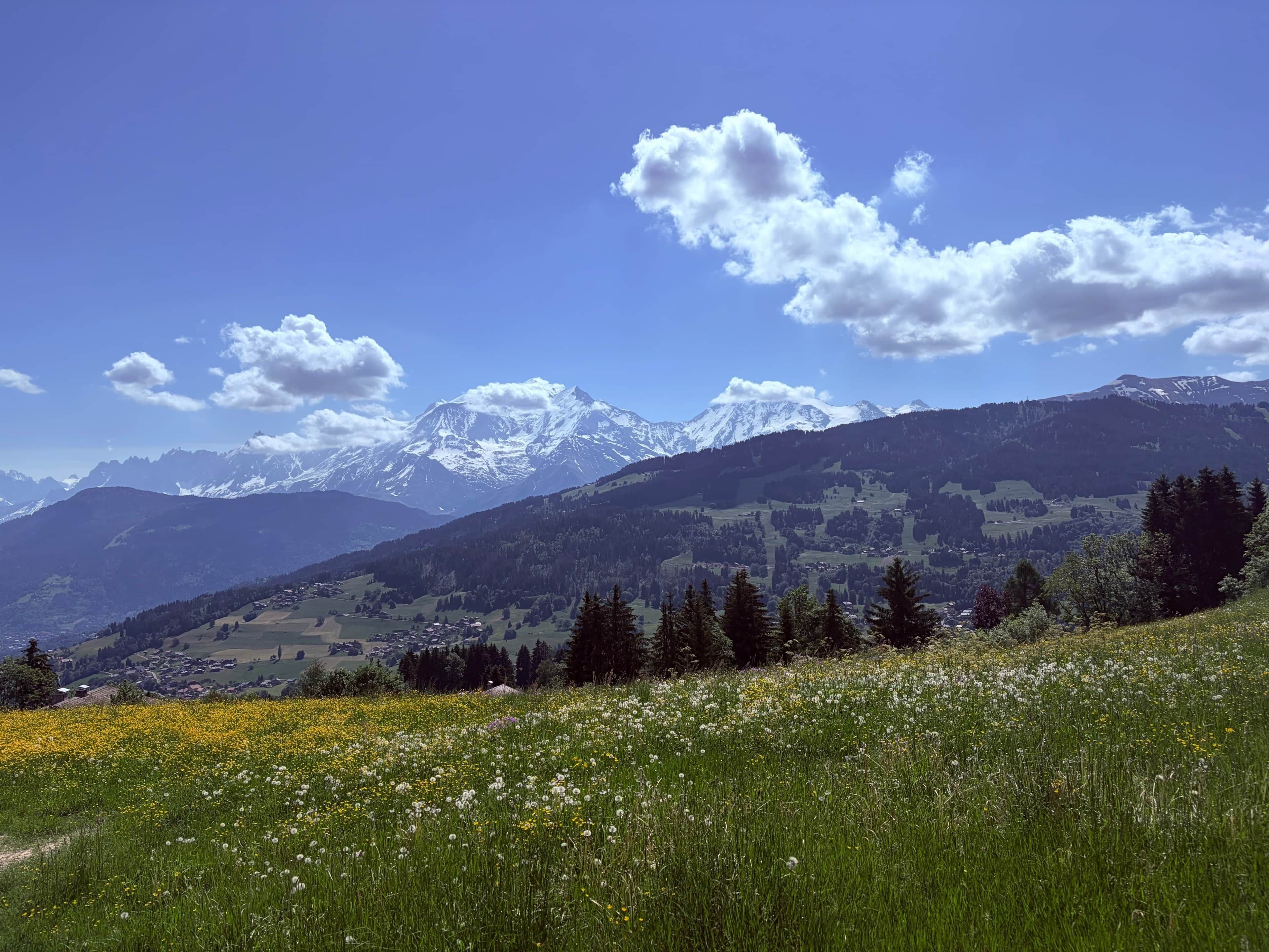 A mountainous landscape with a clear sky and a field of wildflowers.
