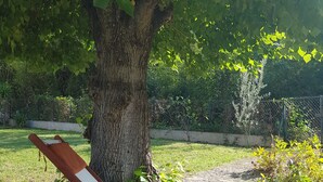 Una panchina di legno sotto un albero in un prato con un vialetto in pietra.