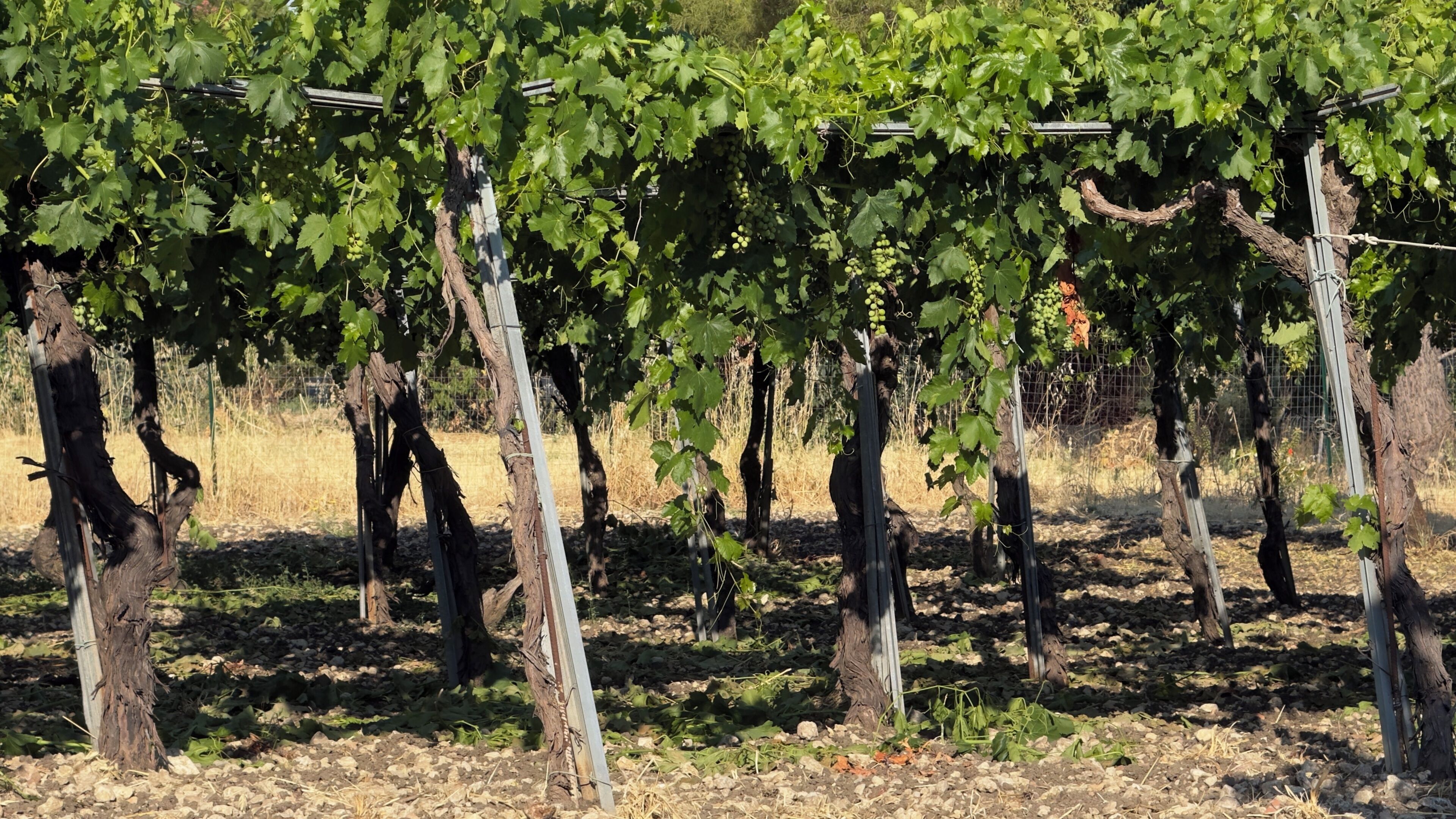 A vineyard with rows of grapevines supported by metal stakes.