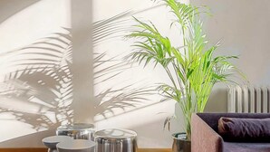 Ein Zimmer mit einer großen Kübelpflanze, einer Couch und Metallhockern.