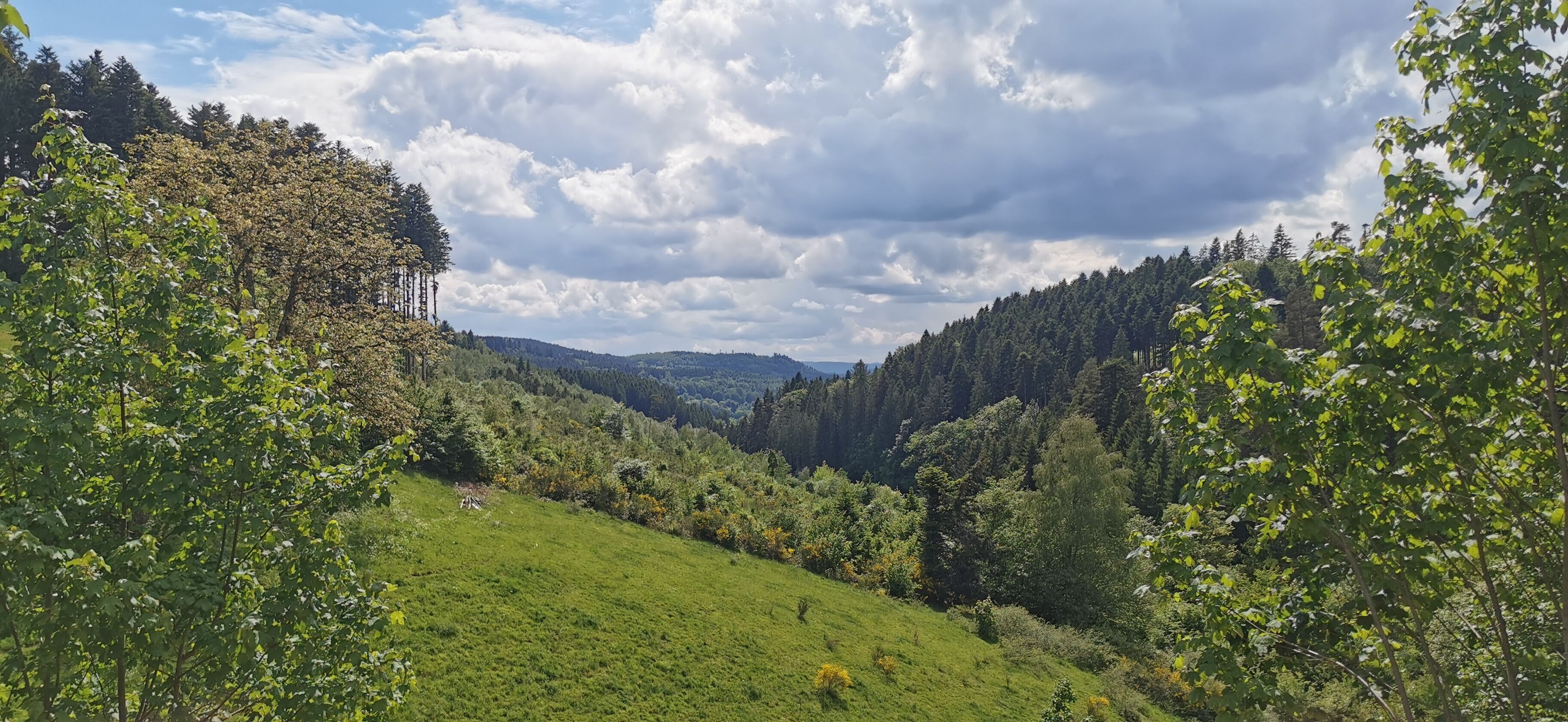 Ein üppiges, grünes Tal mit dicht bewaldeten Hügeln und blauem Himmel.