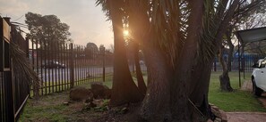 Property grounds - Adorable 1-bedroom cottage in Kempton Park perfect for relaxing stays (Kempton Park)