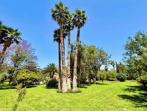 A well-maintained lawn with tall palm trees and various shrubs. - Villa Amazura 6 Bedroom with Private Pool (Marrakech)