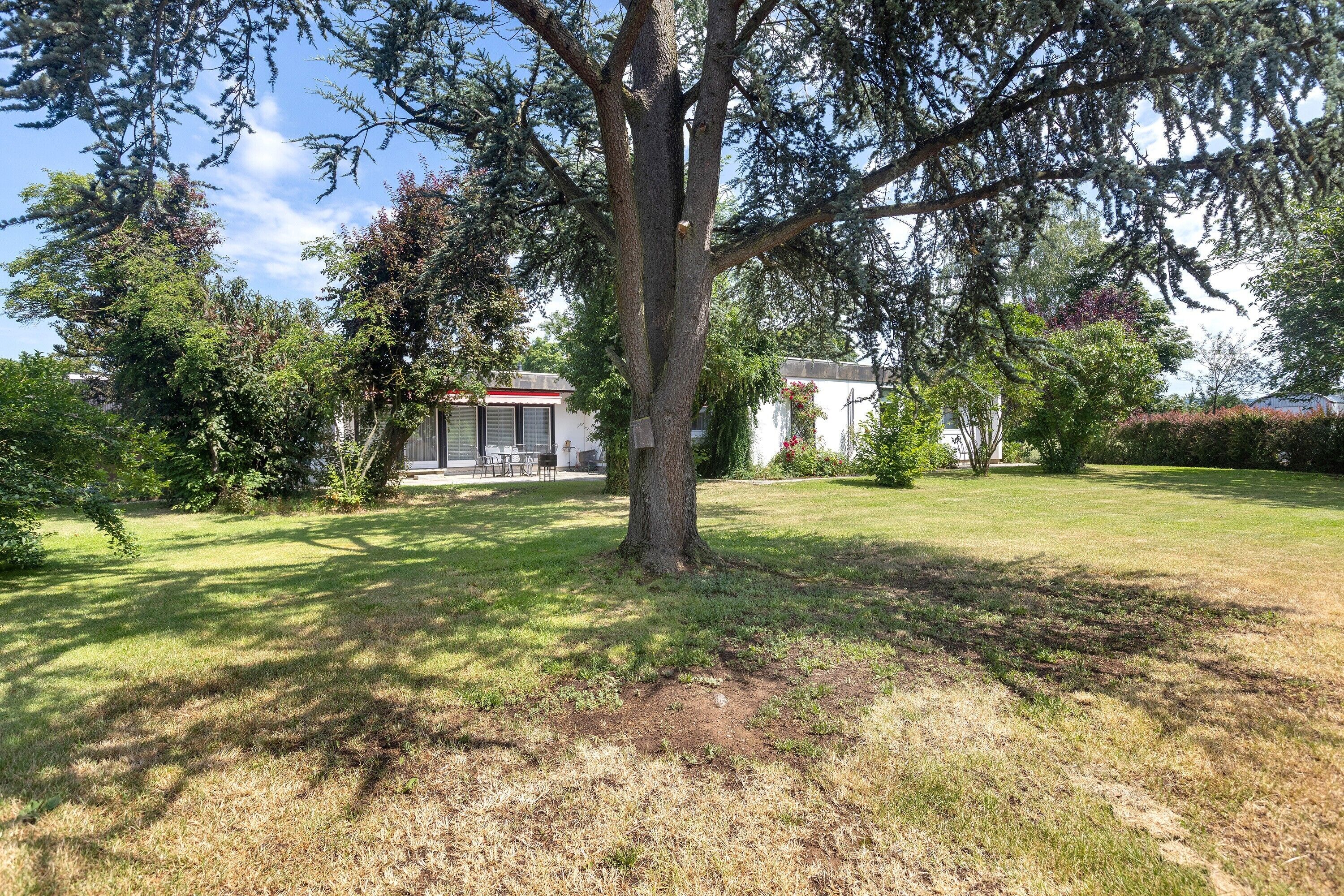 A tree in a yard with a house in the background.