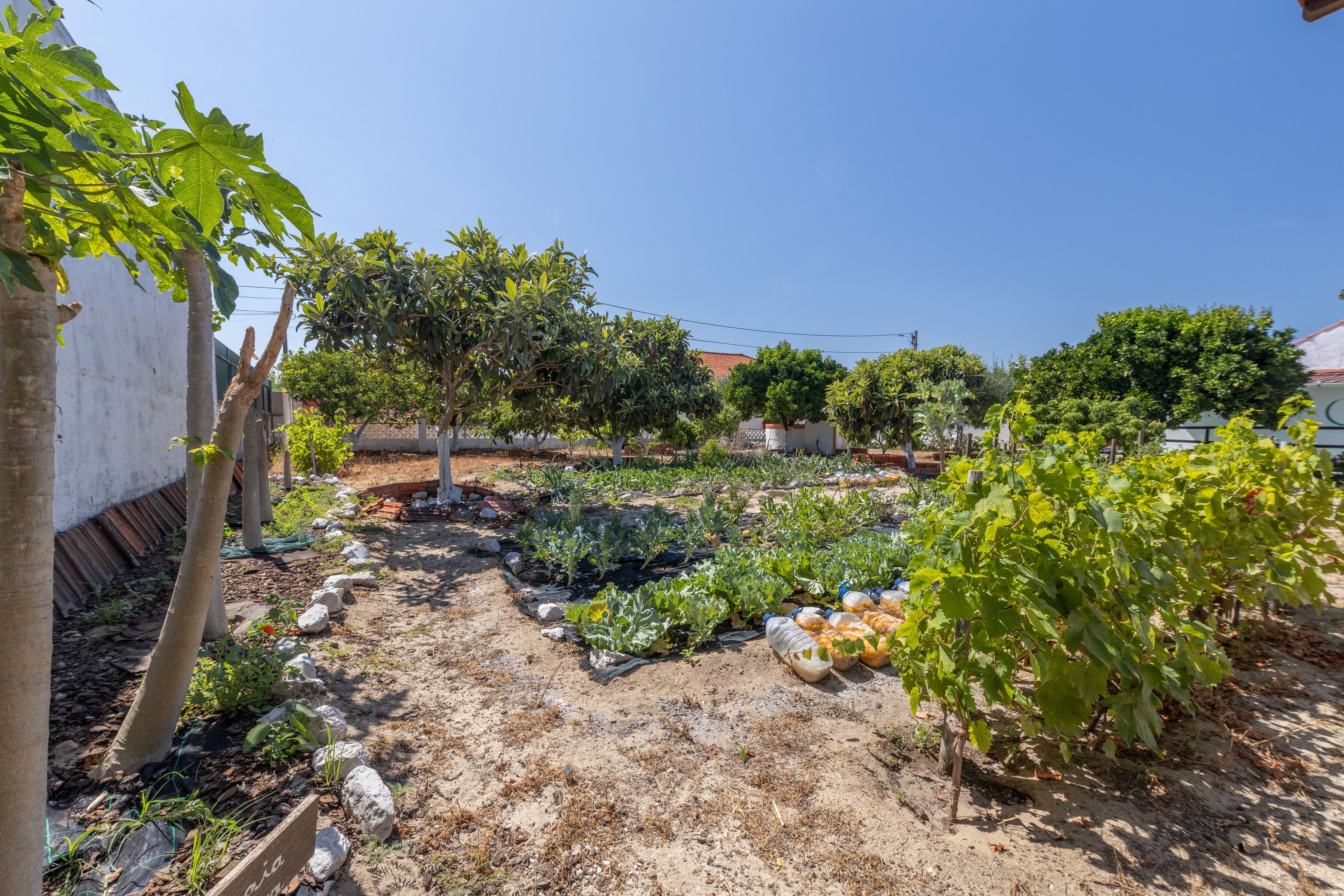 A garden with various plants and trees, a pathway, and a white building in the background.