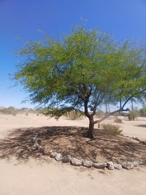 A tree in a desert landscape with clear skies.