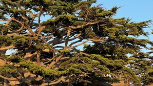 Un arbre sur lequel est adossé un escalier en bois menant à un bâtiment doté d’une rambarde en métal.