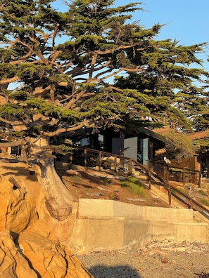 Ein Baum mit einer Holztreppe, die zu einem Gebäude mit Metallgeländer führt.