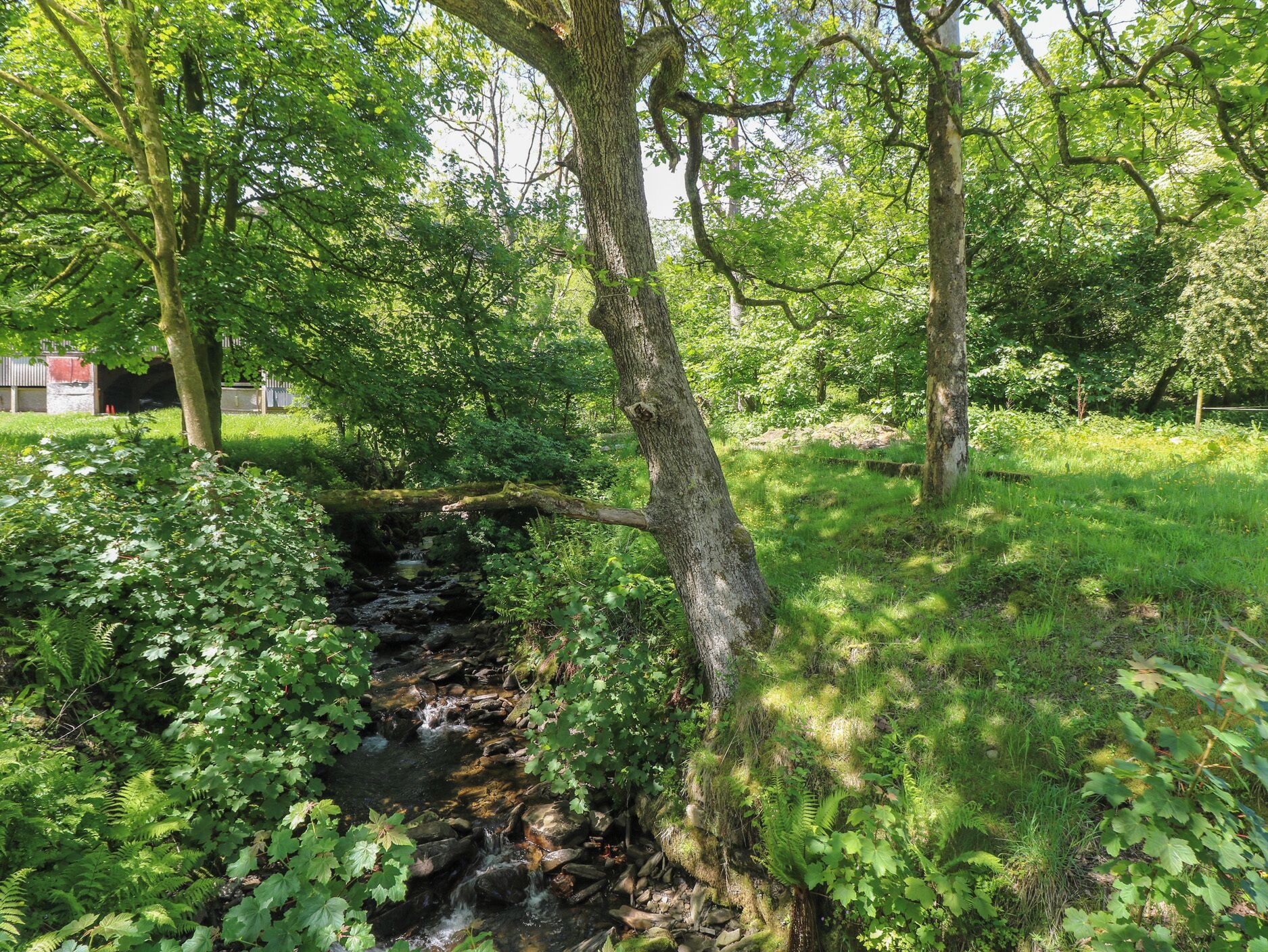 A natural outdoor setting with a stream, trees, and greenery.