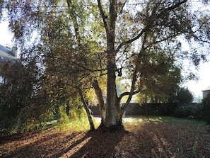 Un árbol con un tronco robusto y follaje denso en un jardín.