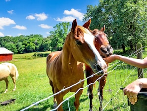 A horse behind a barbed wire fence in a grassy field with a red barn in the background. - Ranch Retreat ~ Horses, Wildlife & Country Living (Alvaton)