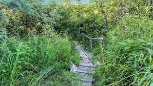 Un estrecho sendero de madera bordeado de abundante follaje verde.