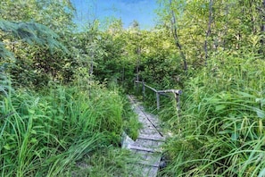 A narrow wooden pathway surrounded by dense green foliage.