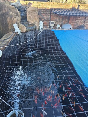 Un bassin à carpes koï, protégé par un filet, avec une bâche bleue et un mur de briques en arrière-plan.