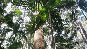 Un grand arbre dans une forêt dense.