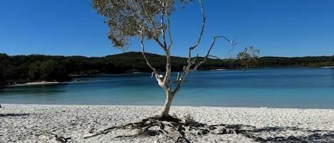 Un árbol en una playa arenosa con cielo azul despejado y agua tranquila al fondo.