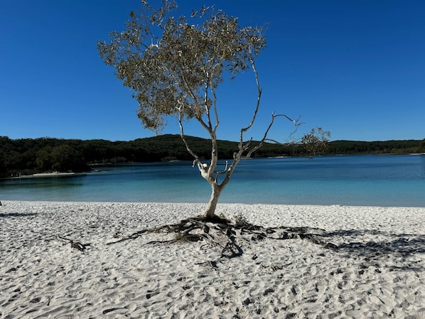 A tree on a sandy beach with a clear blue sky and calm water in the background.