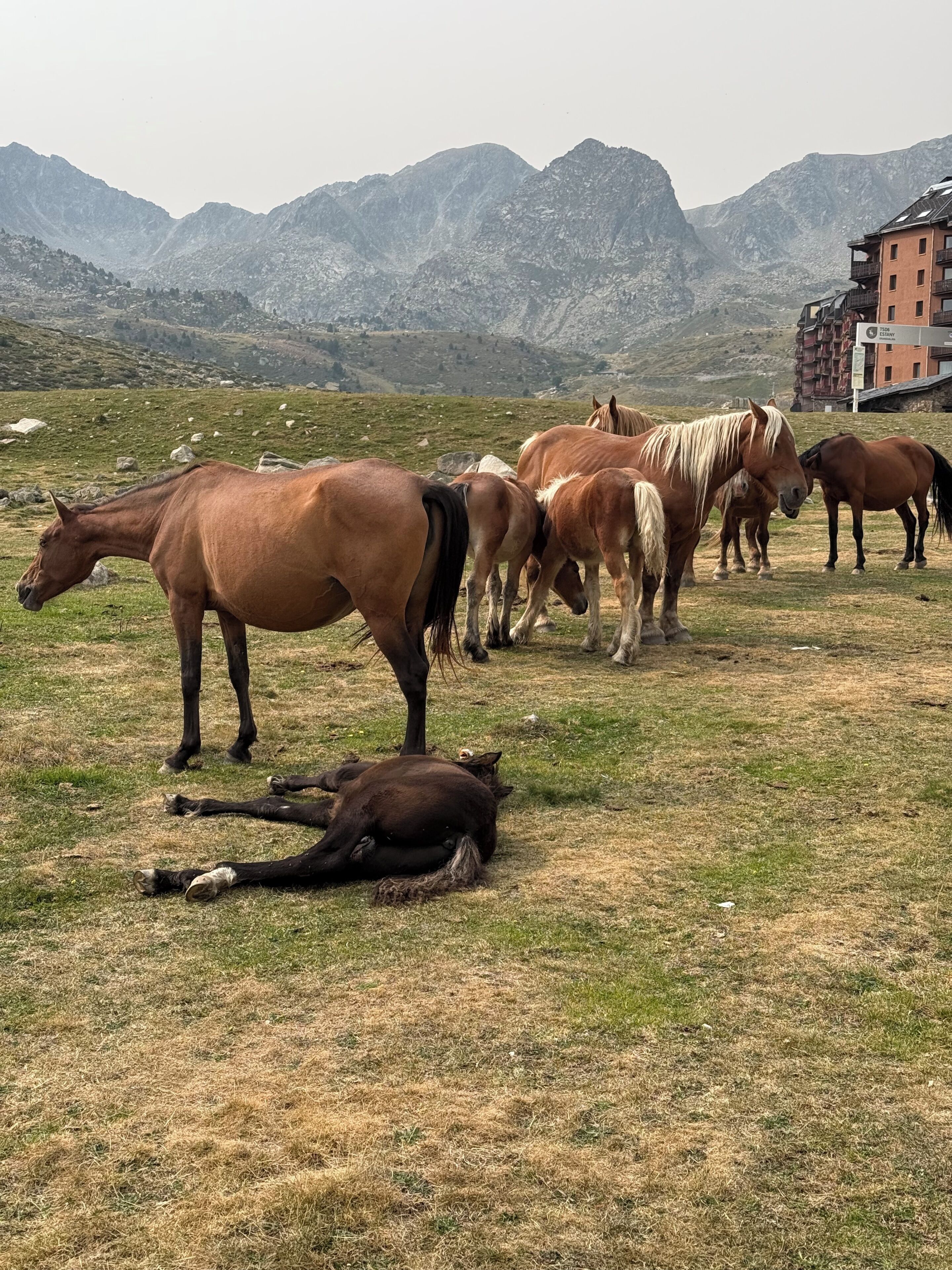 A group of horses grazing in a field with mountains in the background and a building with balconies.