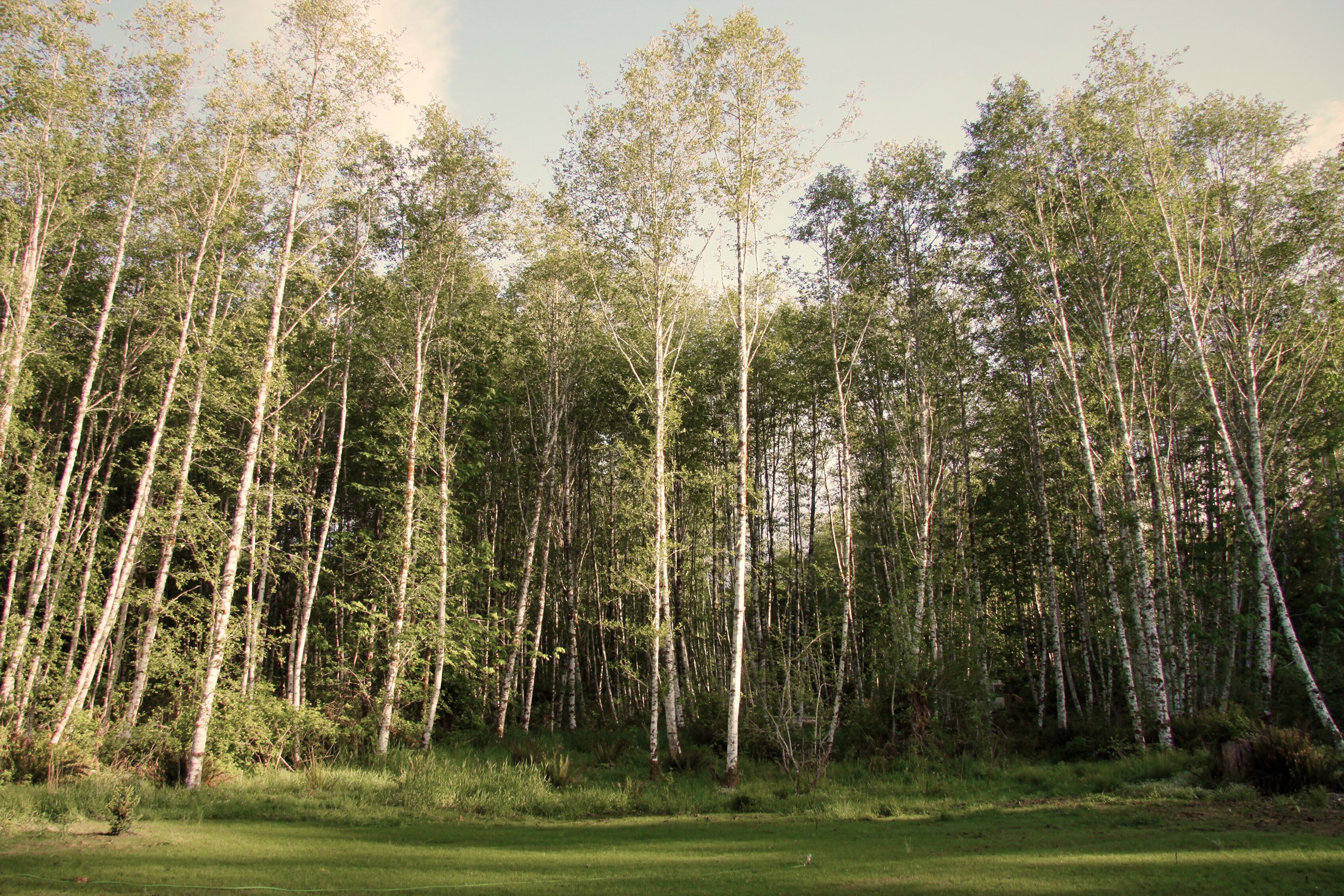 Een dicht bos met hoge bomen en een grasachtige voorgrond.