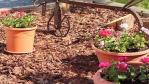 A garden with potted plants and a wheelbarrow. - Ullrichshof Vacation Rental in Upper Lusatia – Sauna, BBQ Area & Panoramic View (Großdubrau)