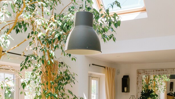 Un comedor con una mesa larga dispuesta para una comida, rodeada de sillas, una planta grande y un candelabro colgante.