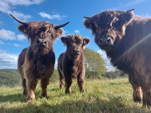 Three Highland cattle in a grassy field with a clear sky.