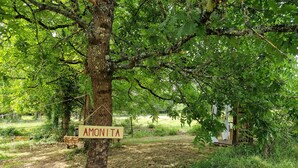 Ett träd med en skylt där det står ”AMONITA”, och en bänk i närheten.