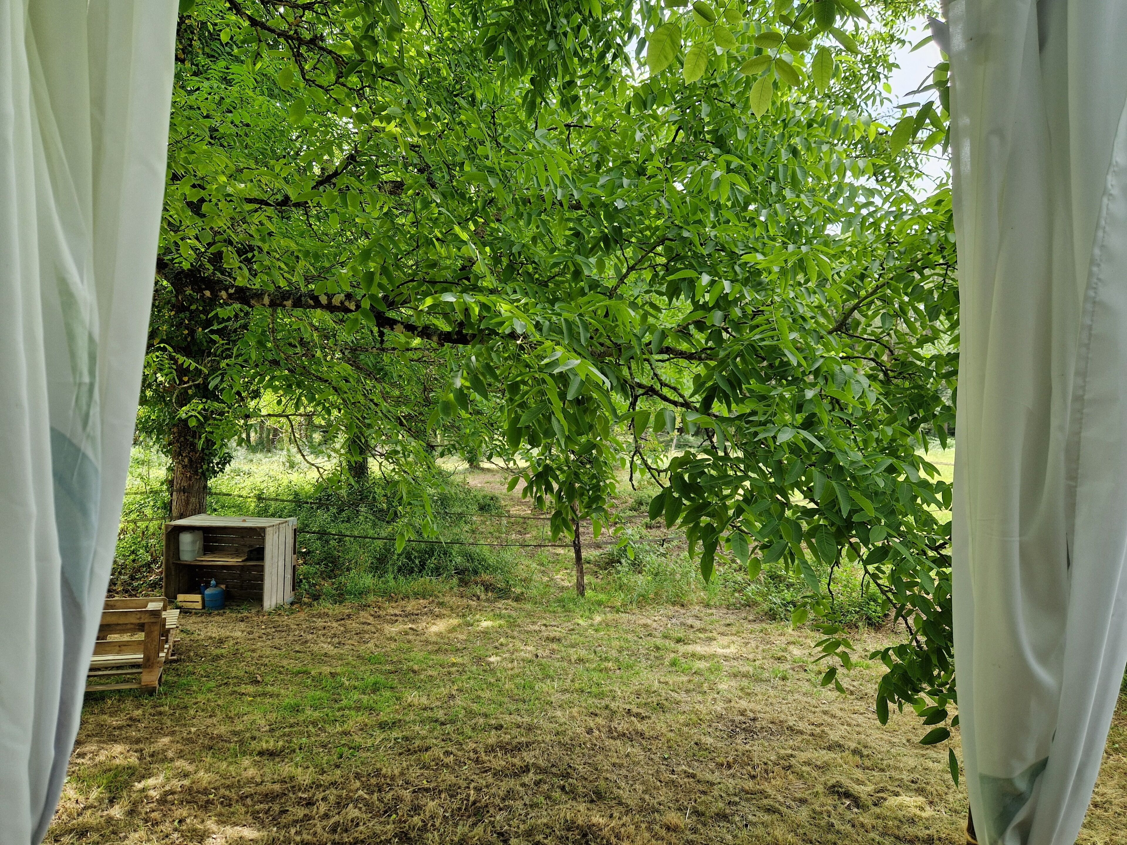 Näkymä verhon läpi: edessä on ruohikkoalue, jossa on puu ja pieni rakennelma.