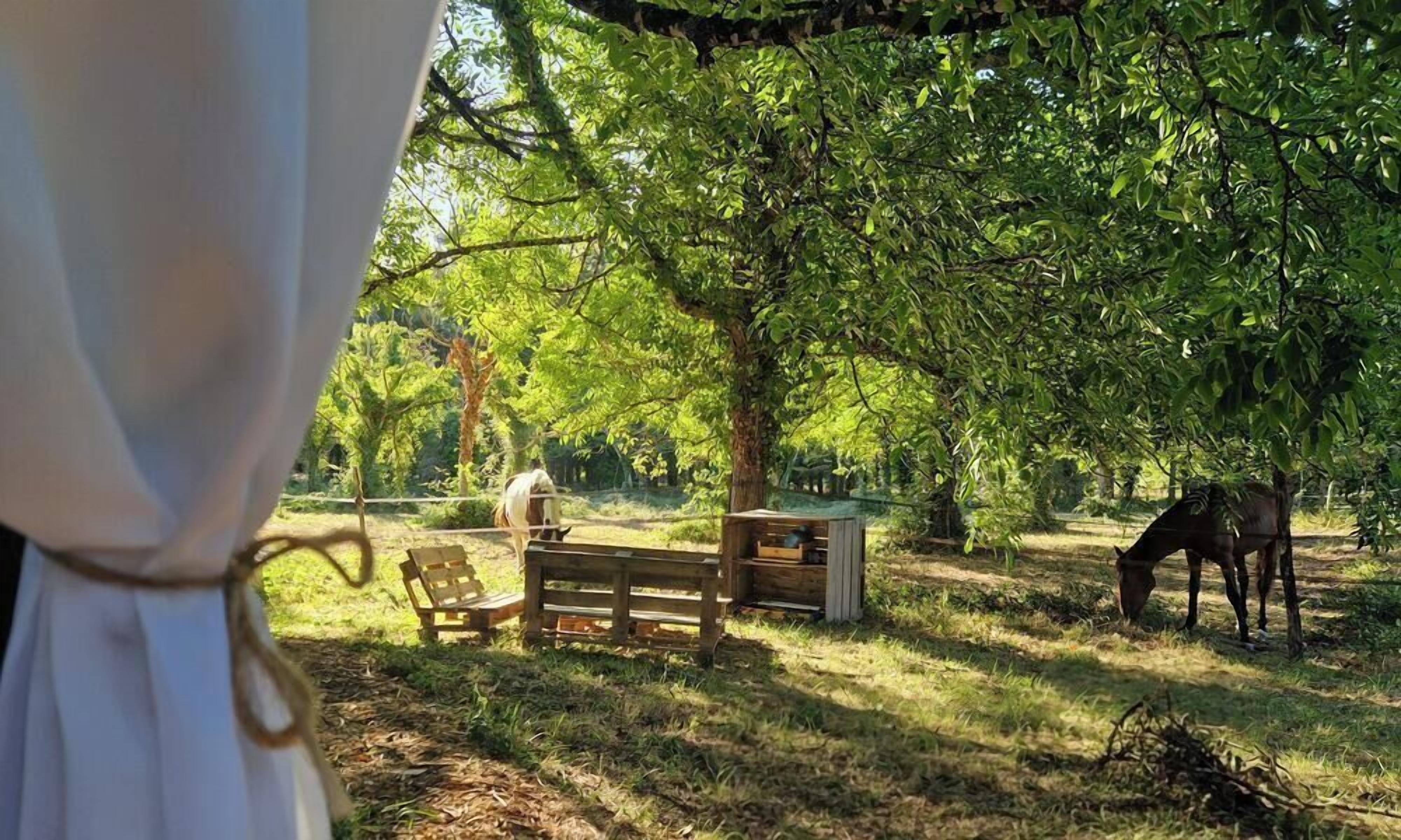 Un entorno rústico al aire libre con un banco de madera, una mesa de picnic y un caballo pastando bajo un árbol.