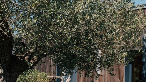 Un jacuzzi en un patio trasero con un árbol y una valla de madera al fondo.