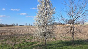 Ein Feld mit blühendem Baum, ein Acker und ein klarer, blauer Himmel.