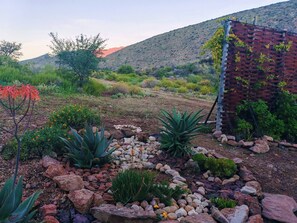 A garden with various plants, rocks, and a brick structure.