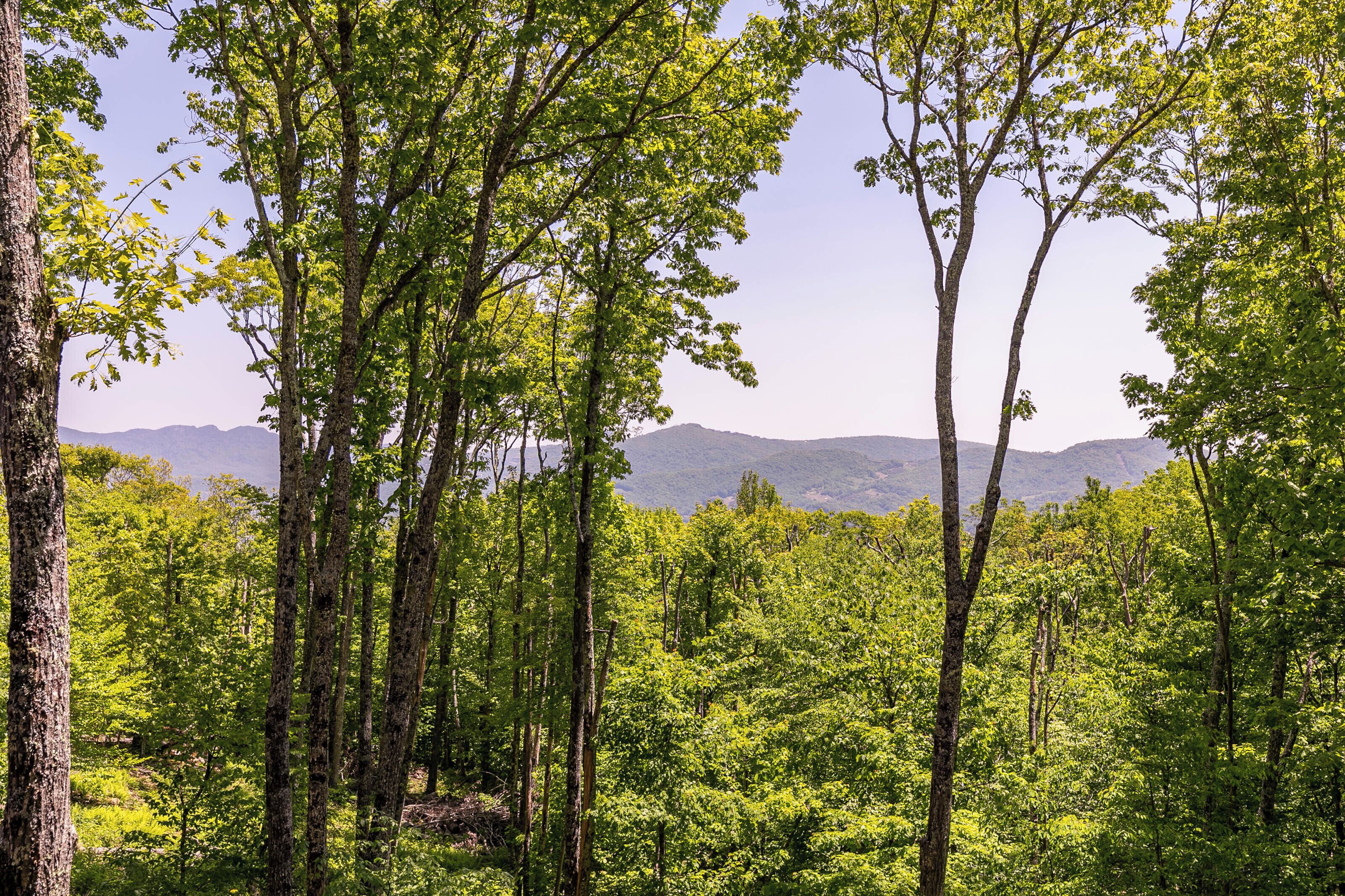 A forested area with tall trees and a distant mountain range.