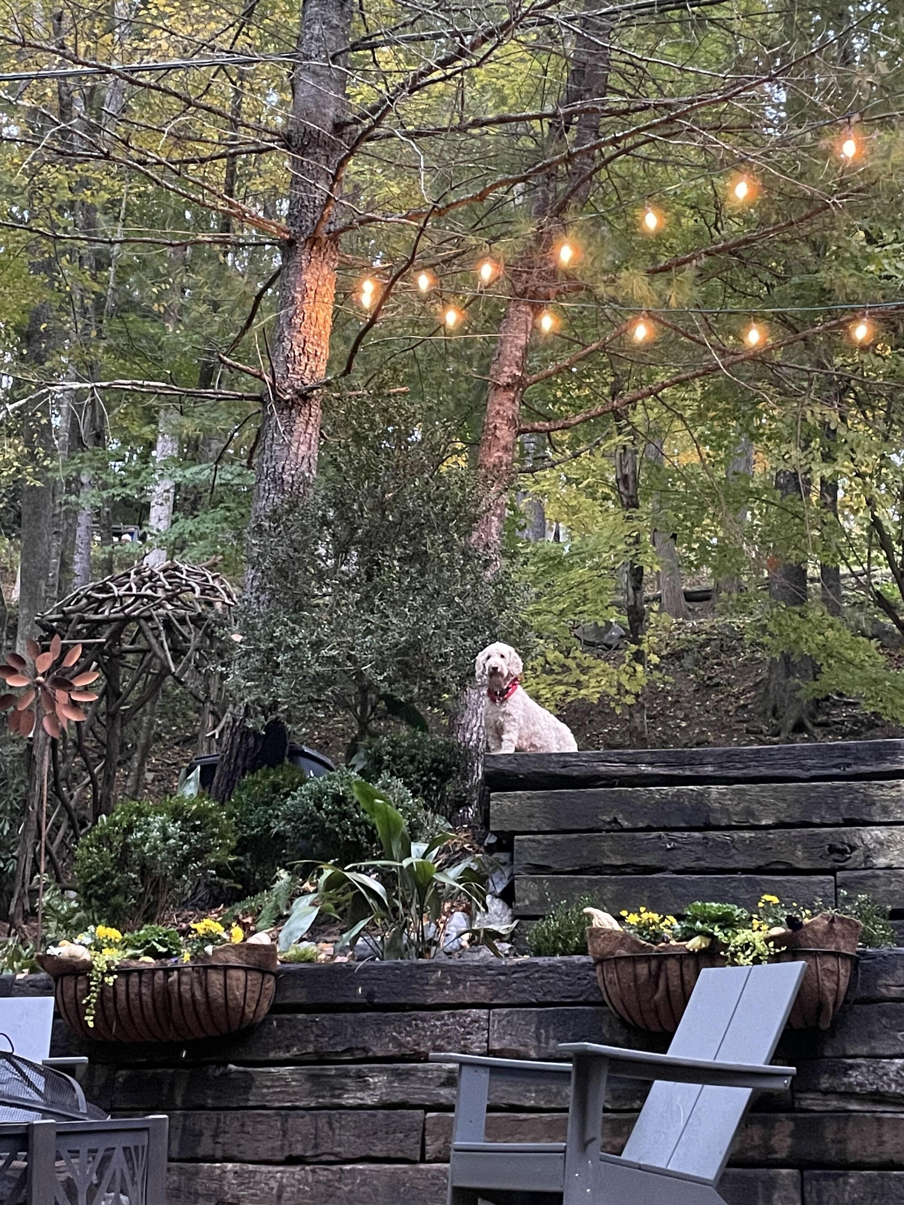 Een hond zit op een houten bankje in een tuin met lichtjes erboven.