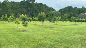A field of young trees with a forested hill in the background.
