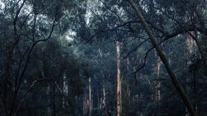A winding road through a dense forest with a person walking.